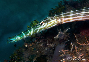 Trumpetfish/Photographed with a Canon 60 mm macro lens at... by Laurie Slawson 